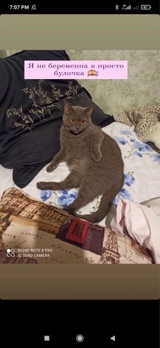 Шотладская скотиш страйт