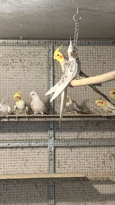 Продавам Корели