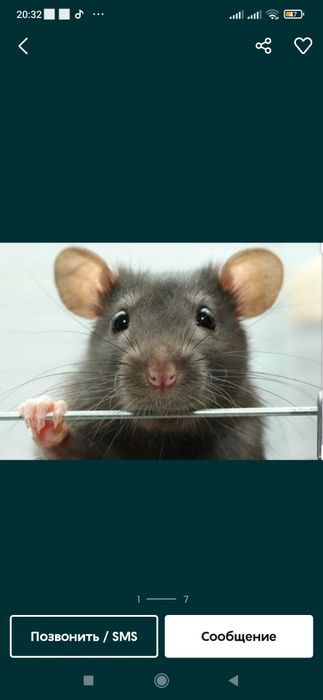 Sichqon va Kalamush dori