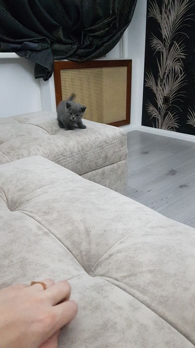 Девочки и мальчики 1.5 мес