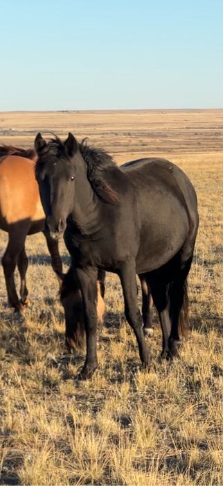 Мугалжар айгыр 24