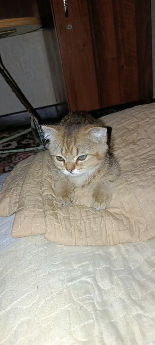 Сотилади шотландский вислоухи