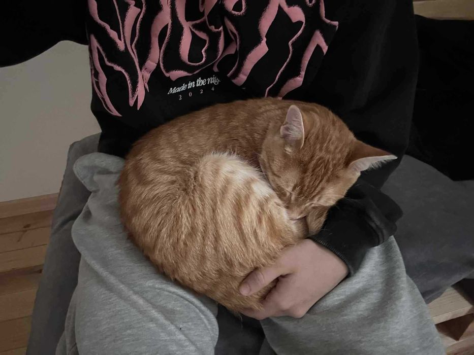 Коте Лъчко отново търси дом