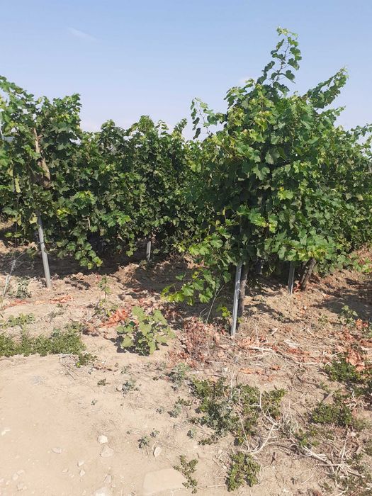 Vand 4,64 ha teren viticol cu plantatie de vita-de-vie – Carligele, Podgoria Cotesti, Vrancea