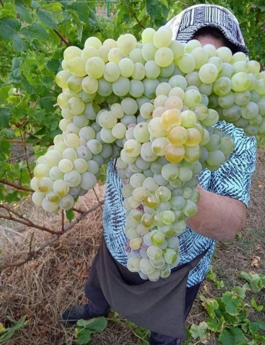 Vând struguri de vin