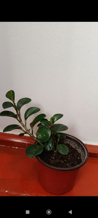 3000 тг ГҮЛДЕР бар