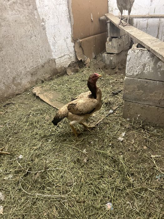 Инкубационный яйцо