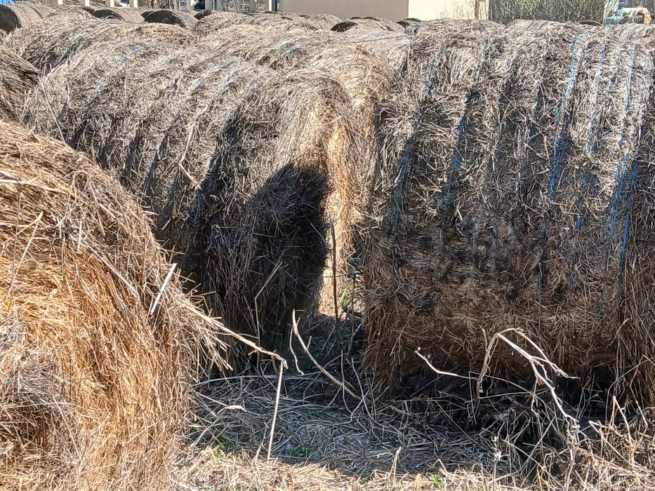 Baloti rotunzi de fan de vanzare