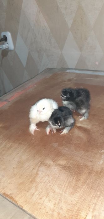Продам суточных цыплят