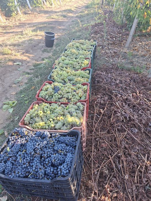 Vand struguri de vin direct de la producător
