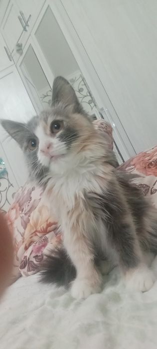 Кошечку отдам даром .