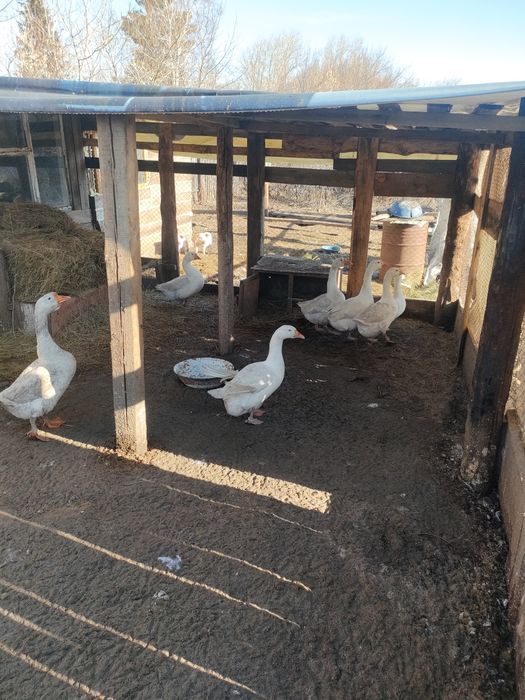 Продам гусей  Линда