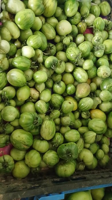 Продам помидоры зелёные