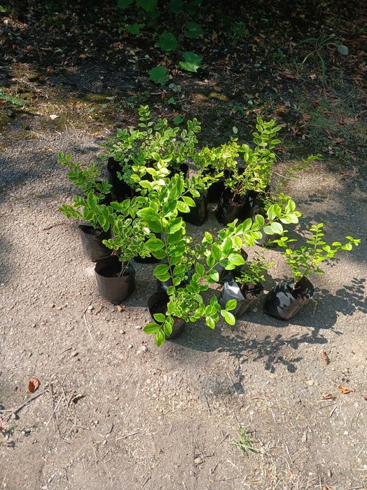 лигуструм в контейнер