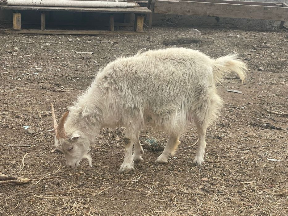 Срочно продам козу с козленком!