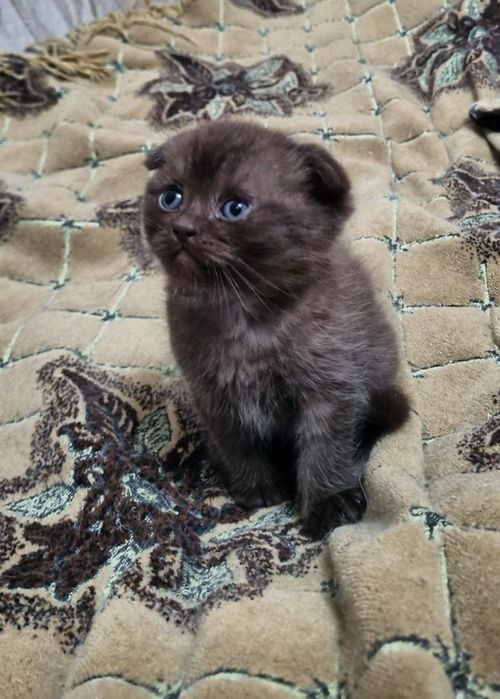 Продается котенок мальчик