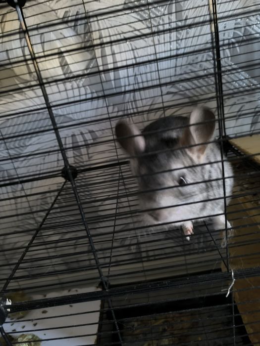 Продам шиншиллу мальчика