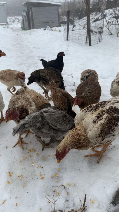 Продаю мощных дакан кур и петухов