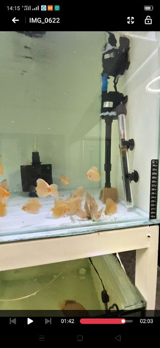 Diskus Blu Daymond Дискус блю даймонд