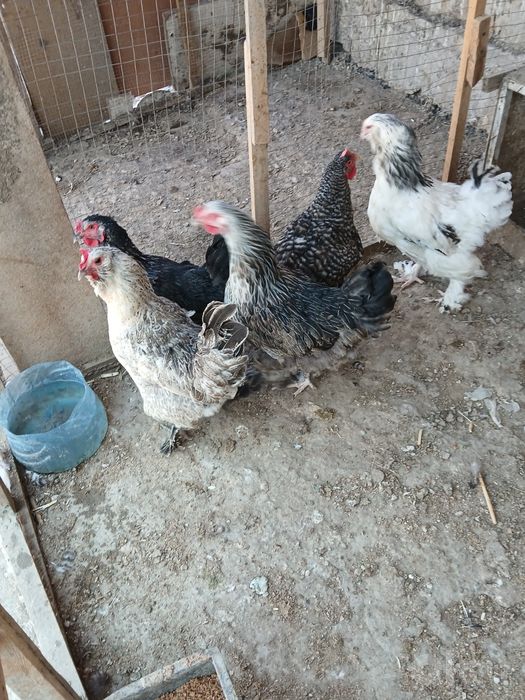 Brama tovug'lari sotiladi manzi kogon narxi 120 dan tuxumda