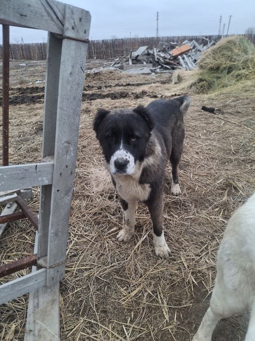 Сатылады казаккы тобет кушик али