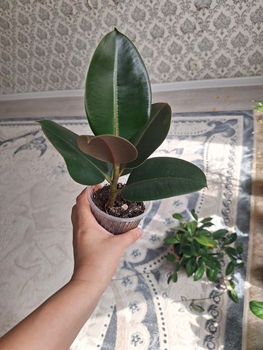 Шефлера, Пеперомия,Фикус,Аптения