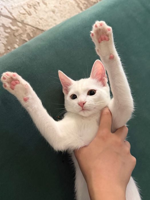Котенок 3 месяца мальчик