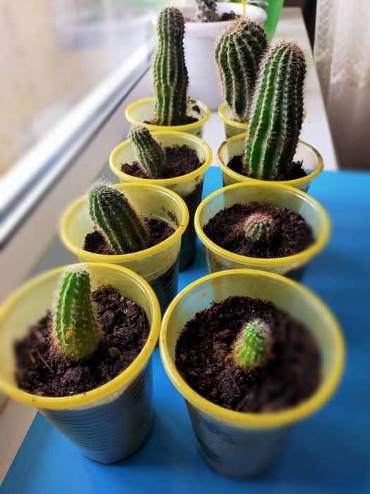 Отростки кактусов