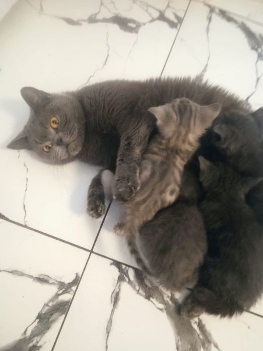 Британские котята мальчики и одна девочка
