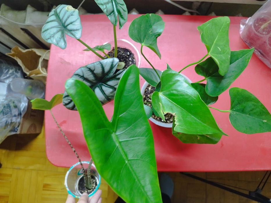 Продаю комнатные растения