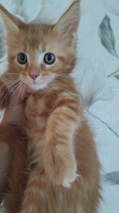 Продам котенка Мейн куна