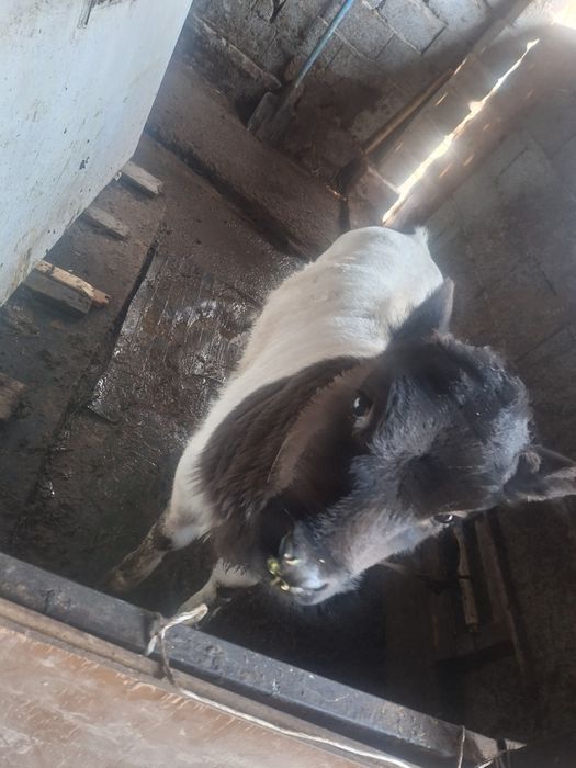 Сиыр сатылады 1 тума