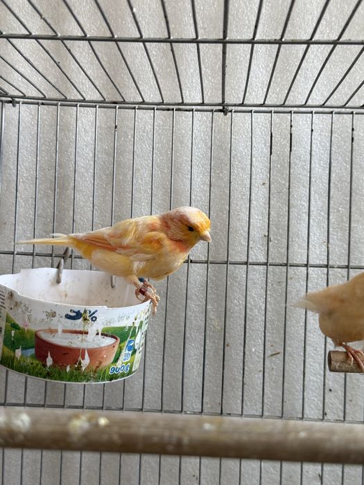 Kanareyka kotta yirik turetskiydan chiqgan mesniy shmel