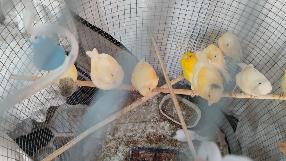 Продаются птицы канарейки молодые , детёныши мозаик..