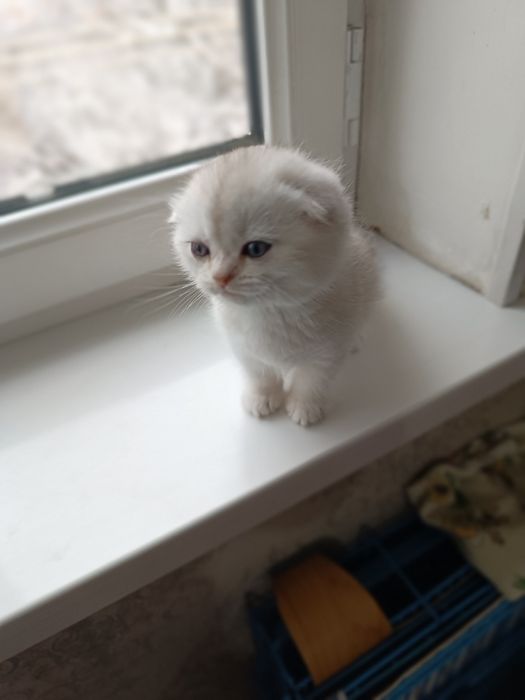 Продам котят скотиш фолд и страйт