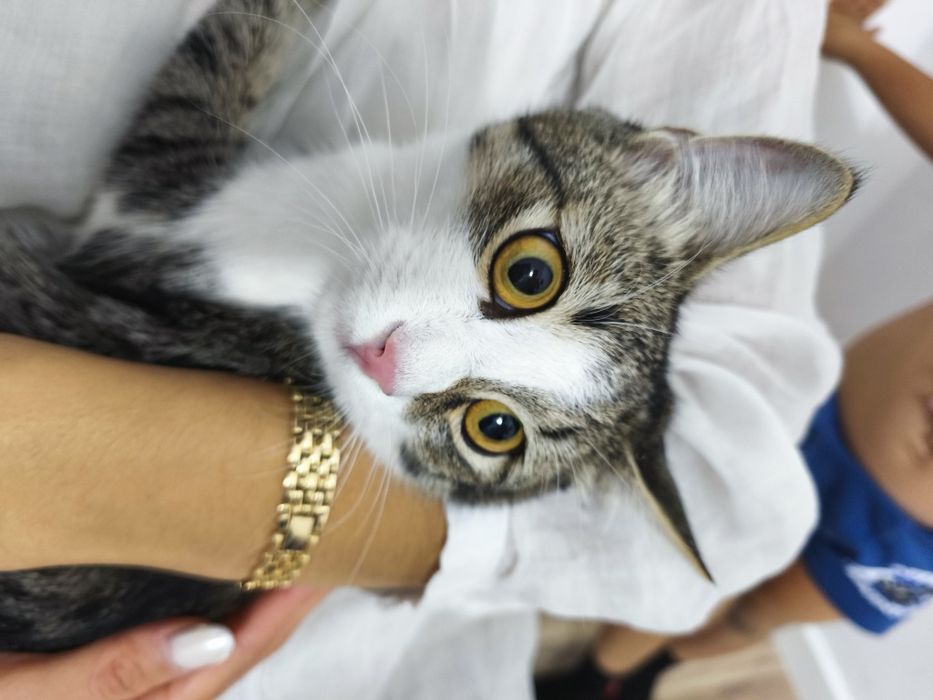 Котенок даром в хорошие руки