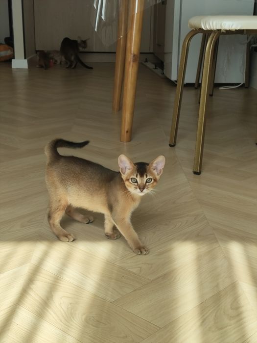 Абиссинские котята
