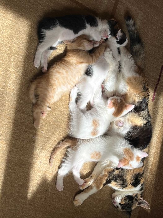 Puiuti pentru adoptie