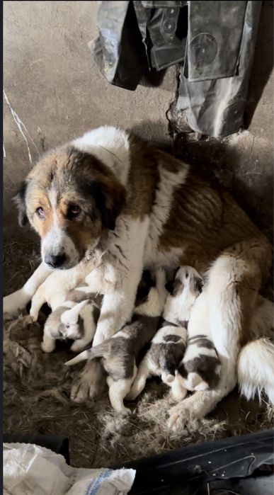 Ұрғашы төбет күшік сатылады