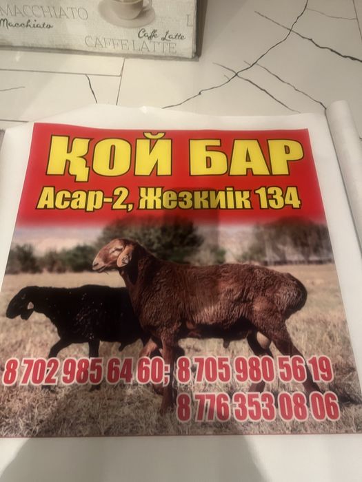 Қой сатылады, бордақы қойлар сатылады.