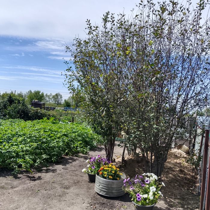 Отличная дача с банькой!