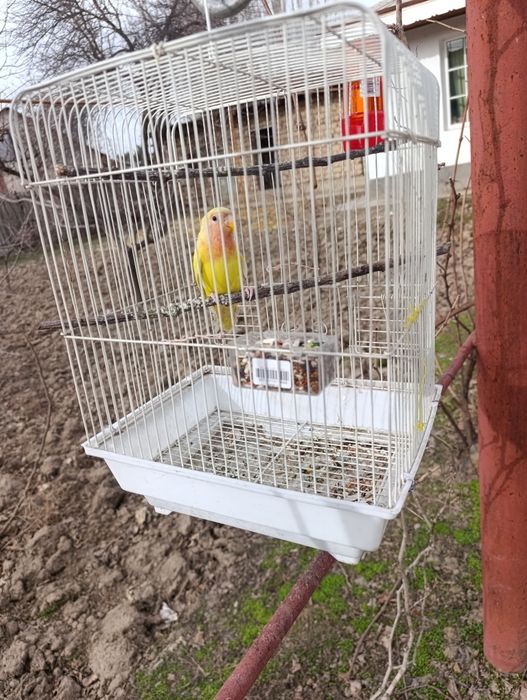 1 dona popugay sotiladi kletkasi bilan.