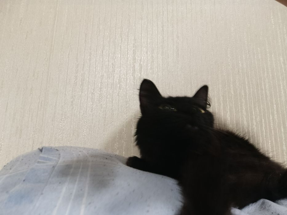 Одам срочно кошку