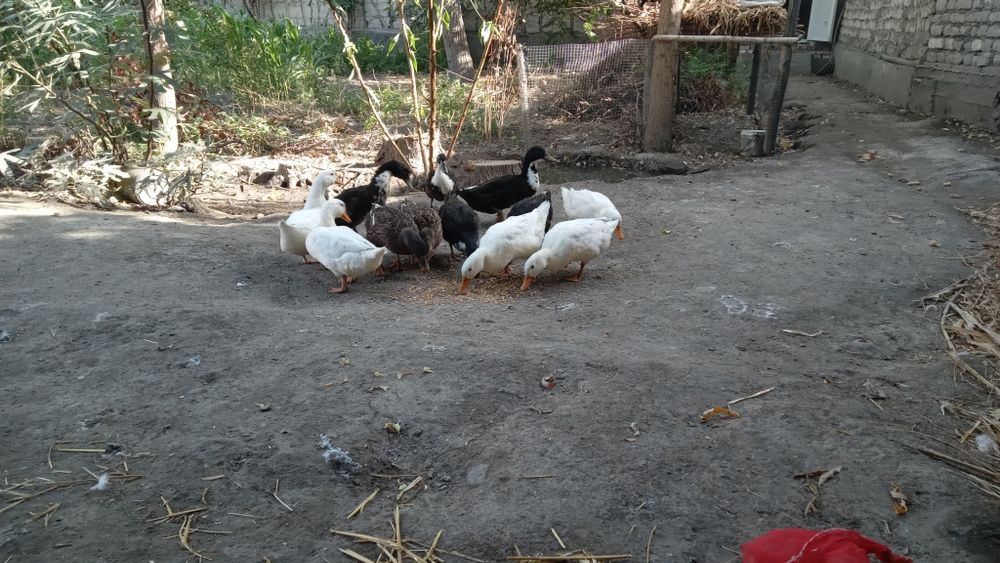 Ordaklar sotiladi soni 12 ta 2taerkak qogani makyon narxi 700 ming