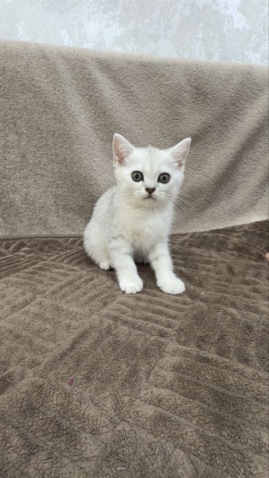 Породистые котята