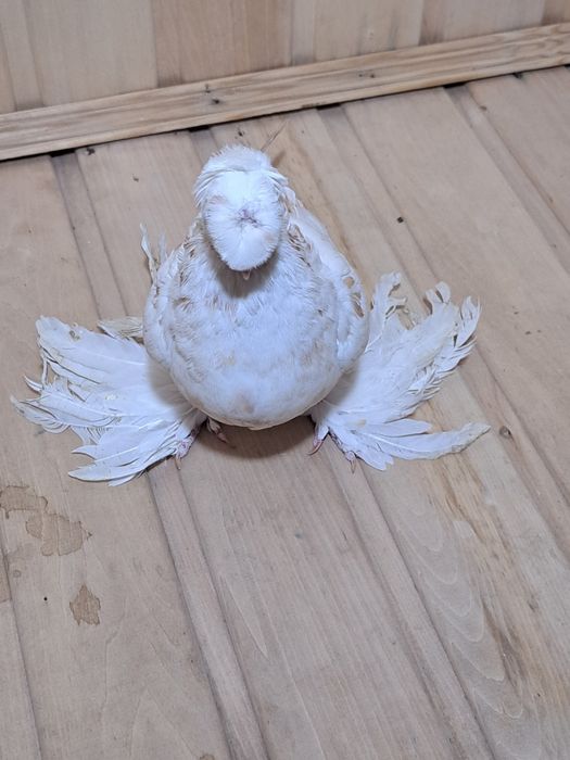 Голубка гулбадам