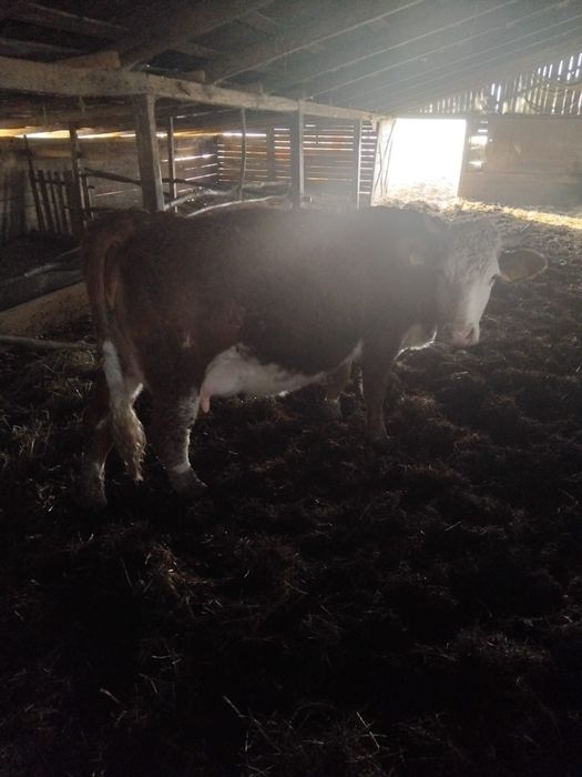 Vanzare vaci inf la telefon