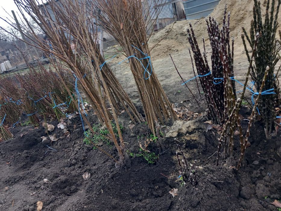 Vând pomi columnari