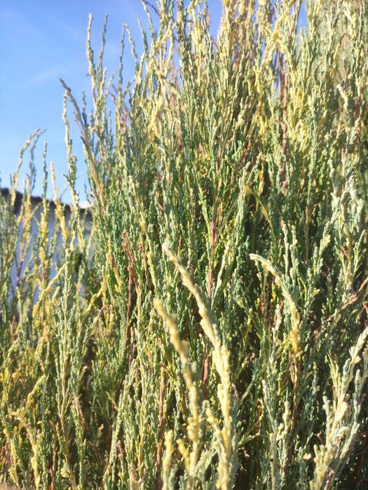 Продам можжевельник казацкий