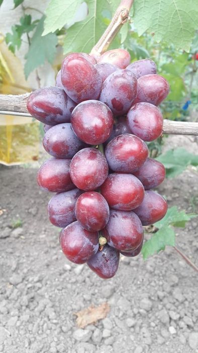 Саженцы винограда!